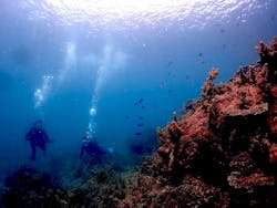 ARK Diving Shop 串本店に投稿された画像（2025/7/2）