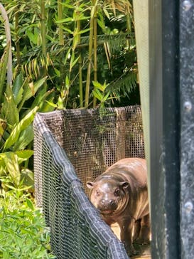 恩賜上野動物園に投稿された画像（2025/7/2）
