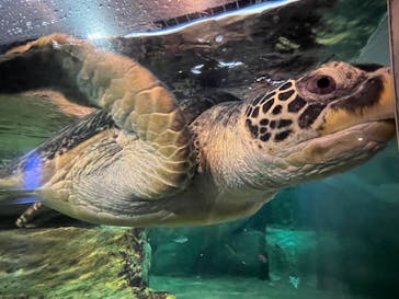 九十九島水族館海きららに投稿された画像（2025/7/2）