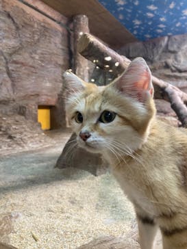 那須どうぶつ王国に投稿された画像（2025/7/2）