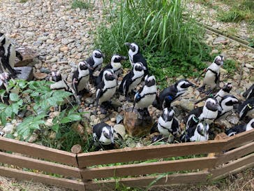 那須どうぶつ王国に投稿された画像（2025/7/2）