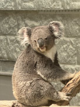 淡路ファームパーク イングランドの丘に投稿された画像（2025/7/2）