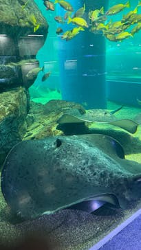 マクセル アクアパーク品川に投稿された画像（2025/7/2）