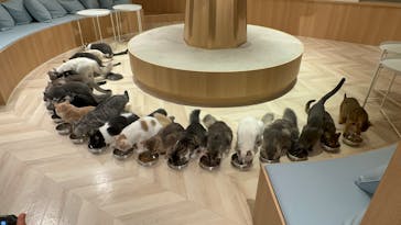 猫カフェモカ　吉祥寺店に投稿された画像（2025/7/2）