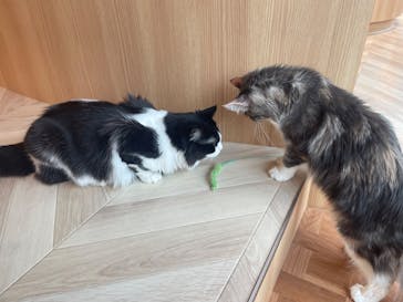 猫カフェモカ　吉祥寺店に投稿された画像（2025/7/2）