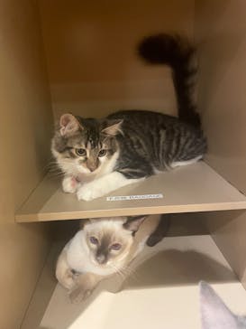 猫カフェモカ　吉祥寺店に投稿された画像（2025/7/2）