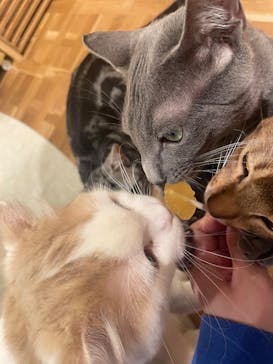 猫カフェモカ　吉祥寺店に投稿された画像（2025/7/2）