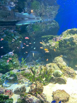 マクセル アクアパーク品川に投稿された画像（2025/7/2）