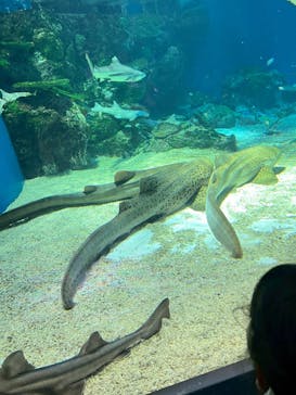 マクセル アクアパーク品川に投稿された画像（2025/7/2）