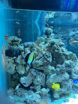 マクセル アクアパーク品川に投稿された画像（2025/7/2）