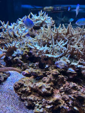 マクセル アクアパーク品川に投稿された画像（2025/7/2）