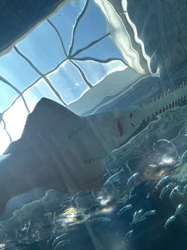 マクセル アクアパーク品川に投稿された画像（2025/7/2）