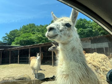 東北サファリパークに投稿された画像（2025/7/2）