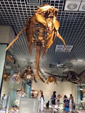 国立科学博物館に投稿された画像（2025/7/2）