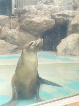サンシャイン水族館に投稿された画像（2025/7/2）