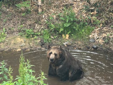 サホロリゾート　ベア･マウンテンに投稿された画像（2025/7/3）