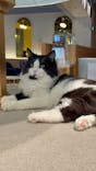 猫カフェモカ　吉祥寺店に投稿された画像（2025/7/3）