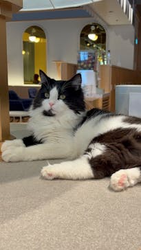 猫カフェモカ　吉祥寺店に投稿された画像（2025/7/3）