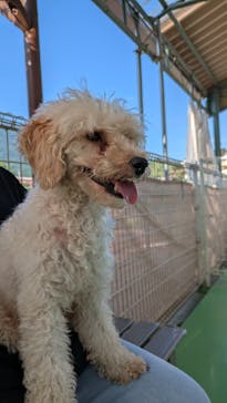 つくばわんわんランドに投稿された画像（2025/7/3）