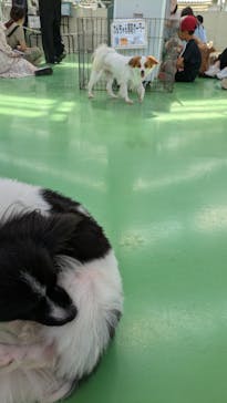 つくばわんわんランドに投稿された画像（2025/7/3）