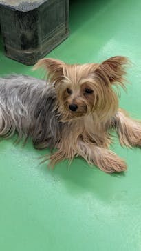 つくばわんわんランドに投稿された画像（2025/7/3）