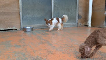 つくばわんわんランドに投稿された画像（2025/7/3）