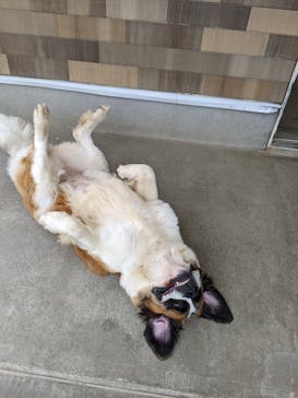 つくばわんわんランドに投稿された画像（2025/7/3）