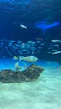 サンシャイン水族館に投稿された画像（2025/7/3）