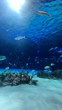 サンシャイン水族館に投稿された画像（2025/7/3）