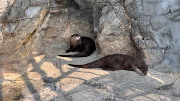 大分マリーンパレス水族館 「うみたまご」に投稿された画像（2025/7/3）
