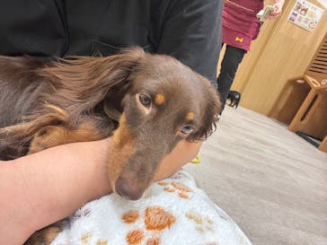 いぬカフェRio 鎌倉小町通り店に投稿された画像（2025/7/3）