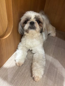 いぬカフェRio 鎌倉小町通り店に投稿された画像（2025/7/3）