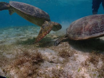 OKIDOKIマリンツアー宮古島に投稿された画像（2025/7/3）