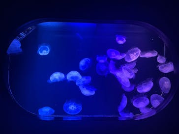 マリンワールド海の中道に投稿された画像（2025/7/3）