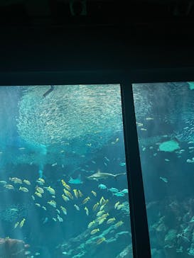 マリンワールド海の中道に投稿された画像（2025/7/3）