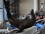 アクアワールド茨城県大洗水族館に投稿された画像（2025/7/4）