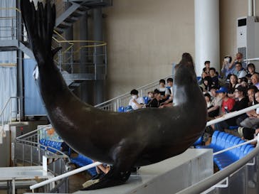 アクアワールド茨城県大洗水族館に投稿された画像（2025/7/3）