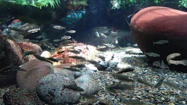 世界淡水魚園水族館　アクア・トトぎふに投稿された画像（2025/7/3）