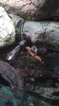 世界淡水魚園水族館　アクア・トトぎふに投稿された画像（2025/7/3）