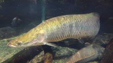 世界淡水魚園水族館　アクア・トトぎふに投稿された画像（2025/7/3）