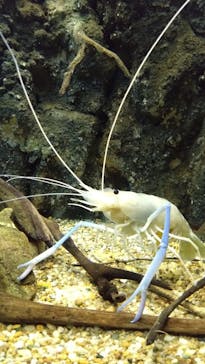 世界淡水魚園水族館　アクア・トトぎふに投稿された画像（2025/7/3）