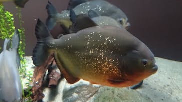 世界淡水魚園水族館　アクア・トトぎふに投稿された画像（2025/7/3）