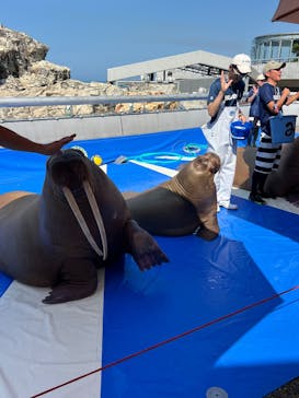 大分マリーンパレス水族館 「うみたまご」に投稿された画像（2025/7/3）