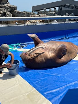 大分マリーンパレス水族館 「うみたまご」に投稿された画像（2025/7/3）