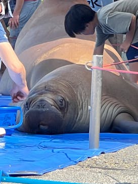 大分マリーンパレス水族館 「うみたまご」に投稿された画像（2025/7/3）