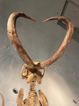 福井県立恐竜博物館に投稿された画像（2025/7/4）