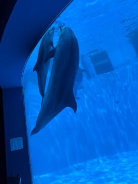 名古屋港水族館に投稿された画像（2025/7/4）