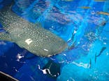 沖縄美ら海水族館（館内体験）に投稿された画像（2025/7/4）
