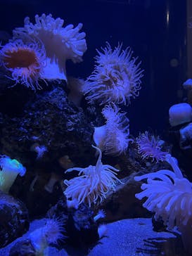 竹島水族館に投稿された画像（2025/7/4）