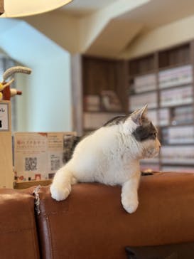 猫カフェモカ　池袋東口店に投稿された画像（2025/7/4）